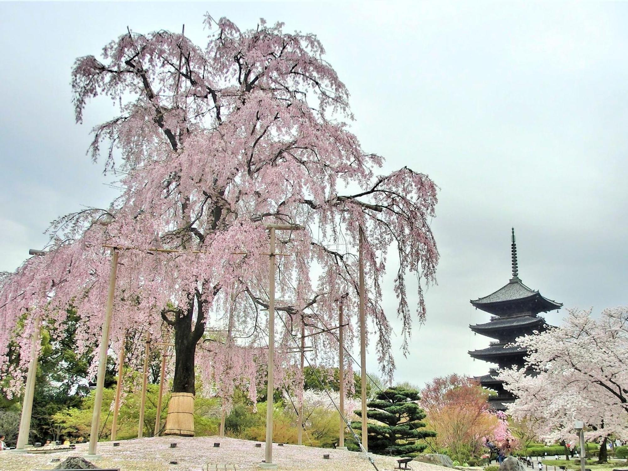 Stay Sakura Kyoto Higashi Hongan-Ji I Bagian luar foto